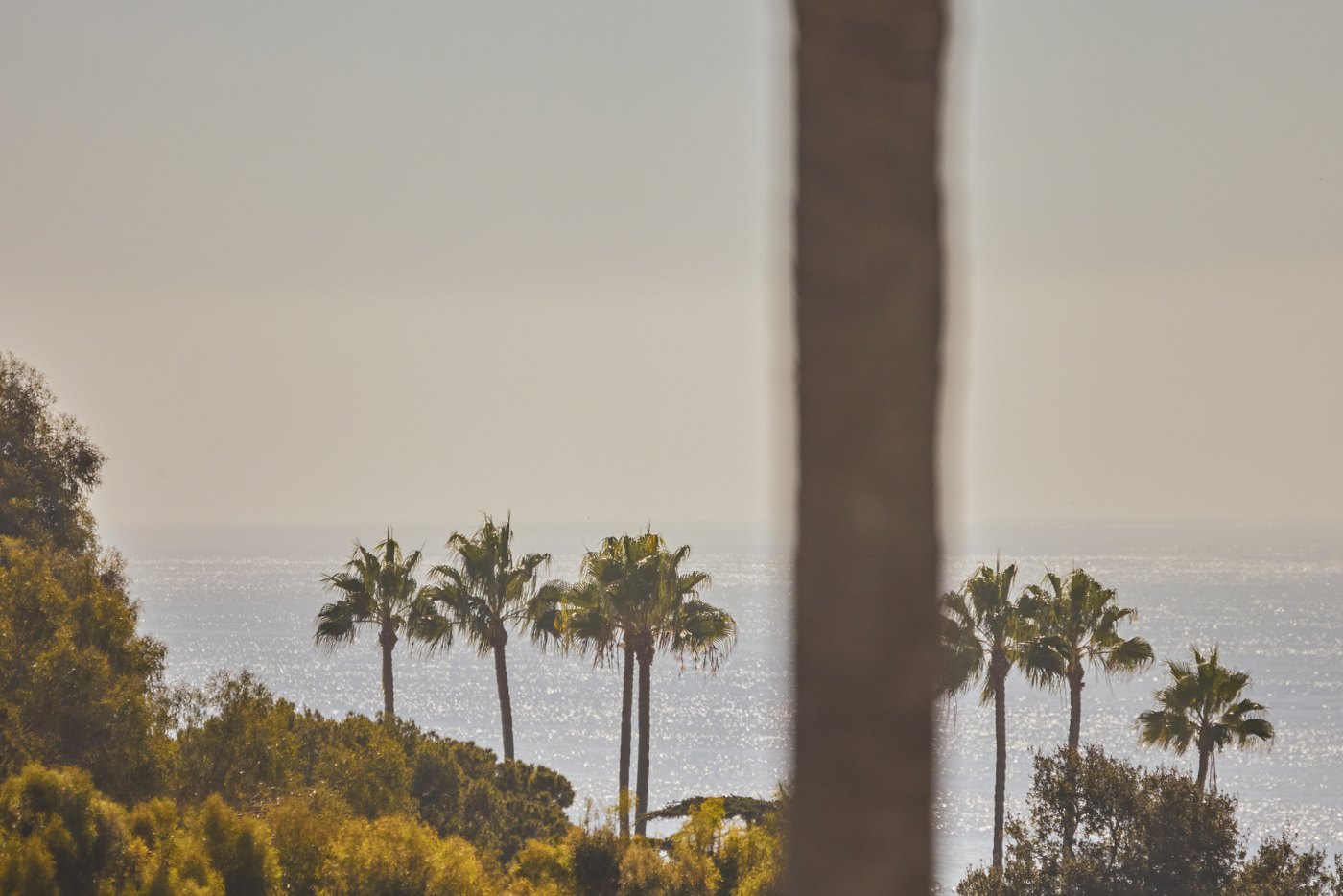 Palm silhouettes framed by soft foreground shadows